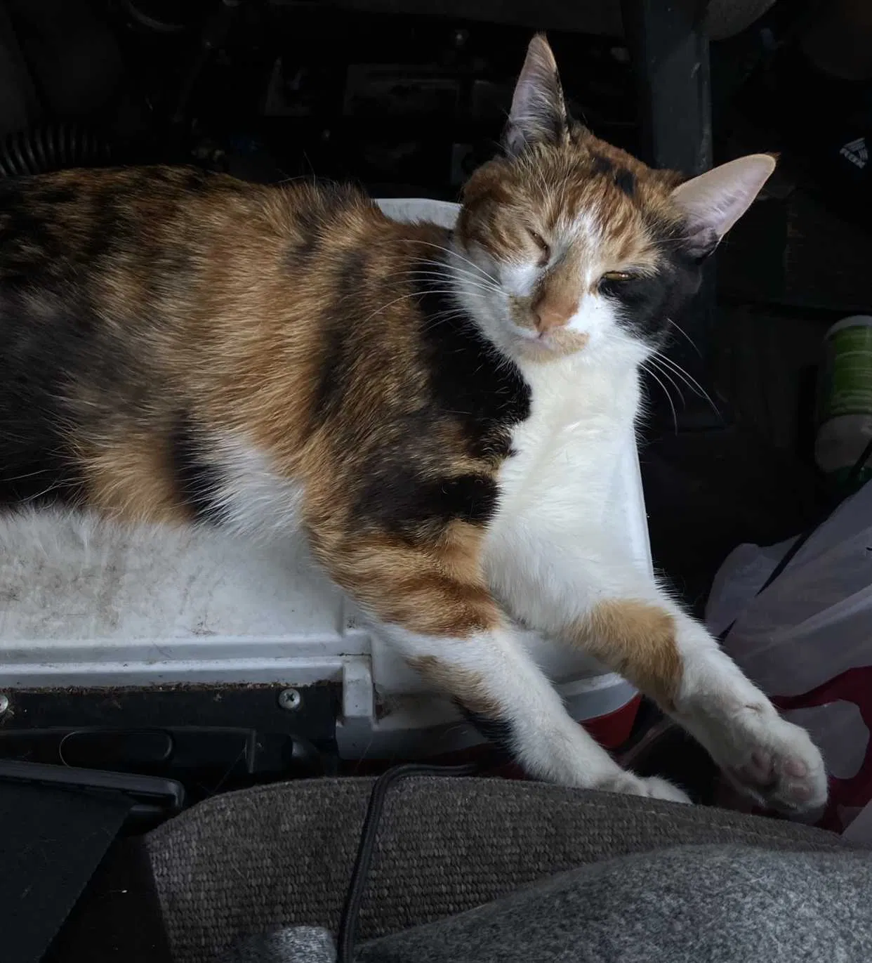 Lost cat in Aurora, CO, 80011