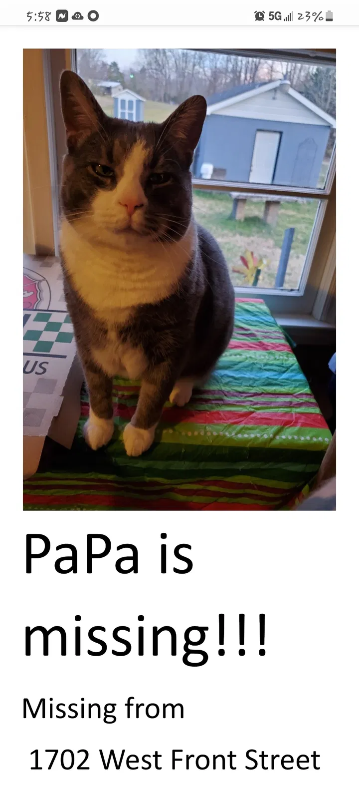 Lost cat in Burlington, NC, 27215