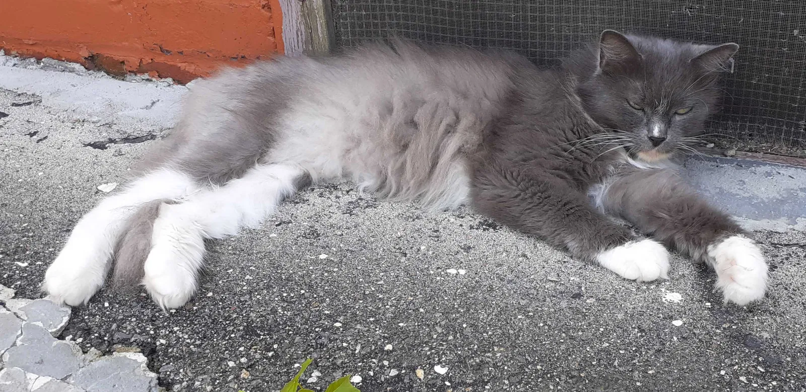 Lost cat in Worcester, MA, 1610