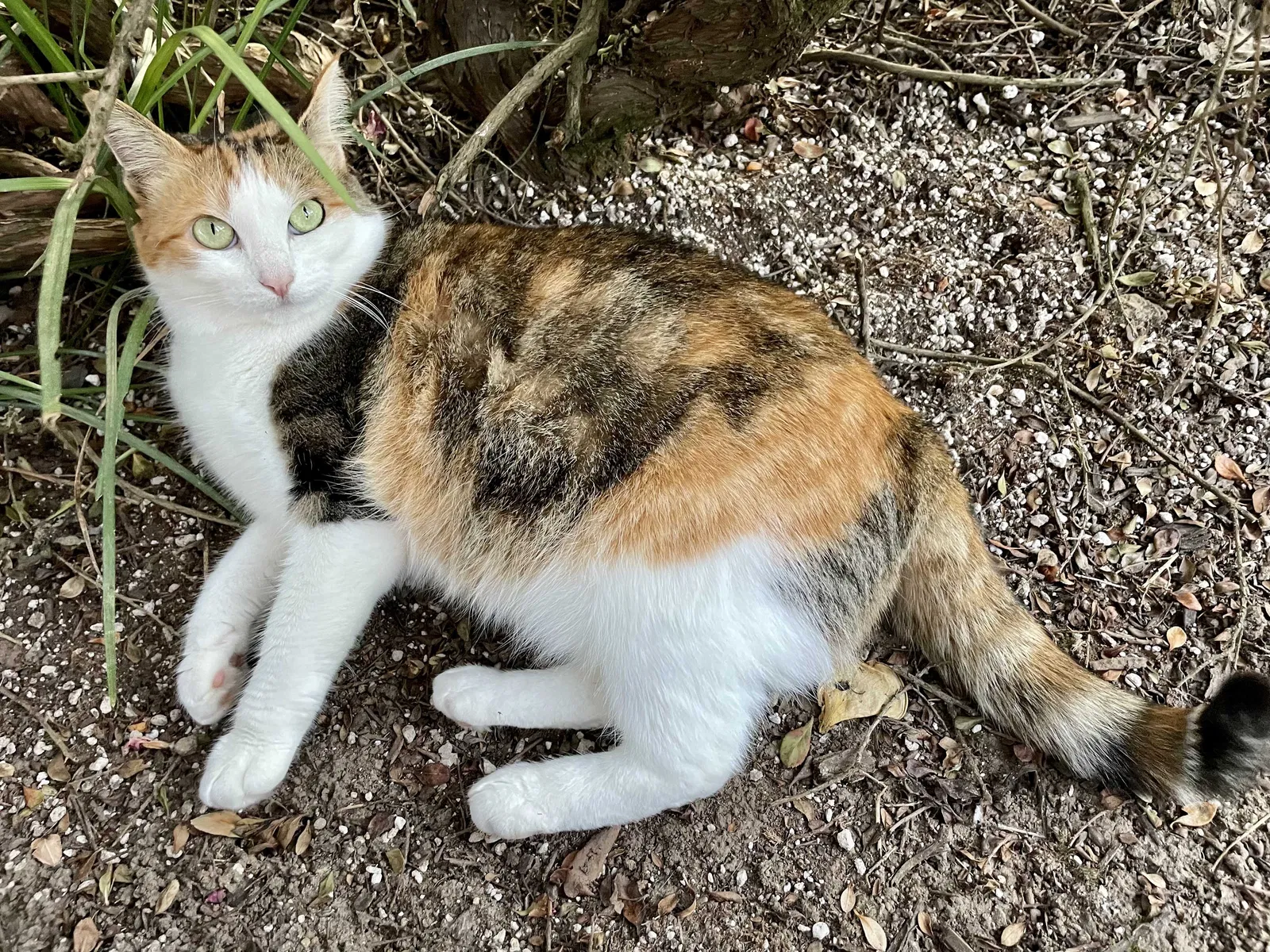Lost cat in Portland, OR, 97224