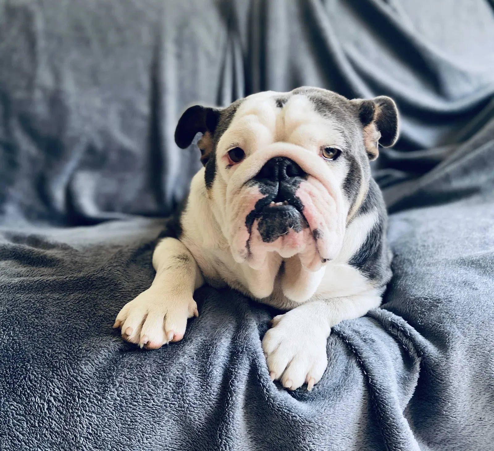 Lost dog in Reedley, CA, 93654