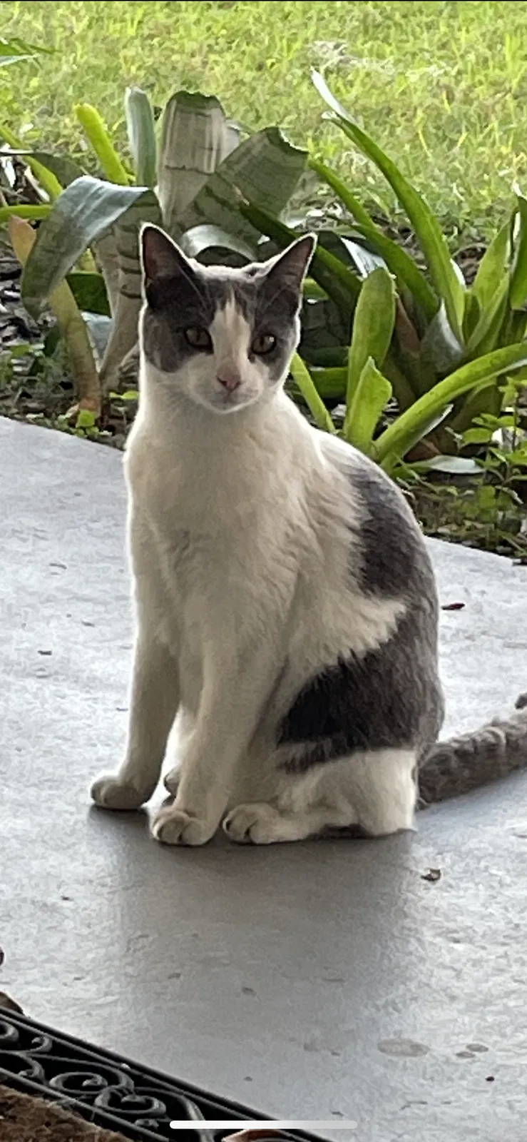 Lost cat in Parrish, FL, 34219