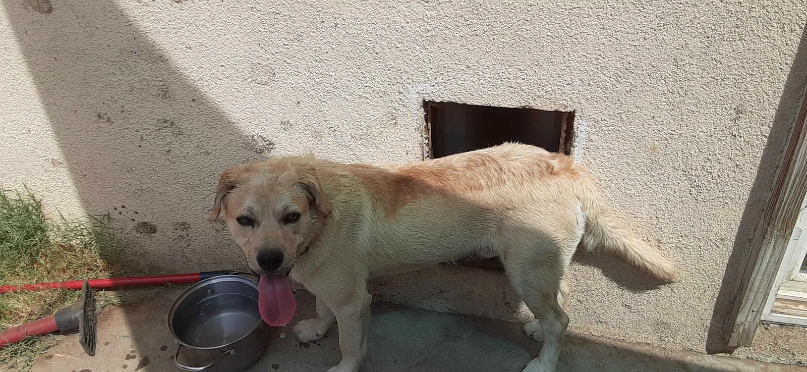 Found dog in San Bernardino, CA, 92404