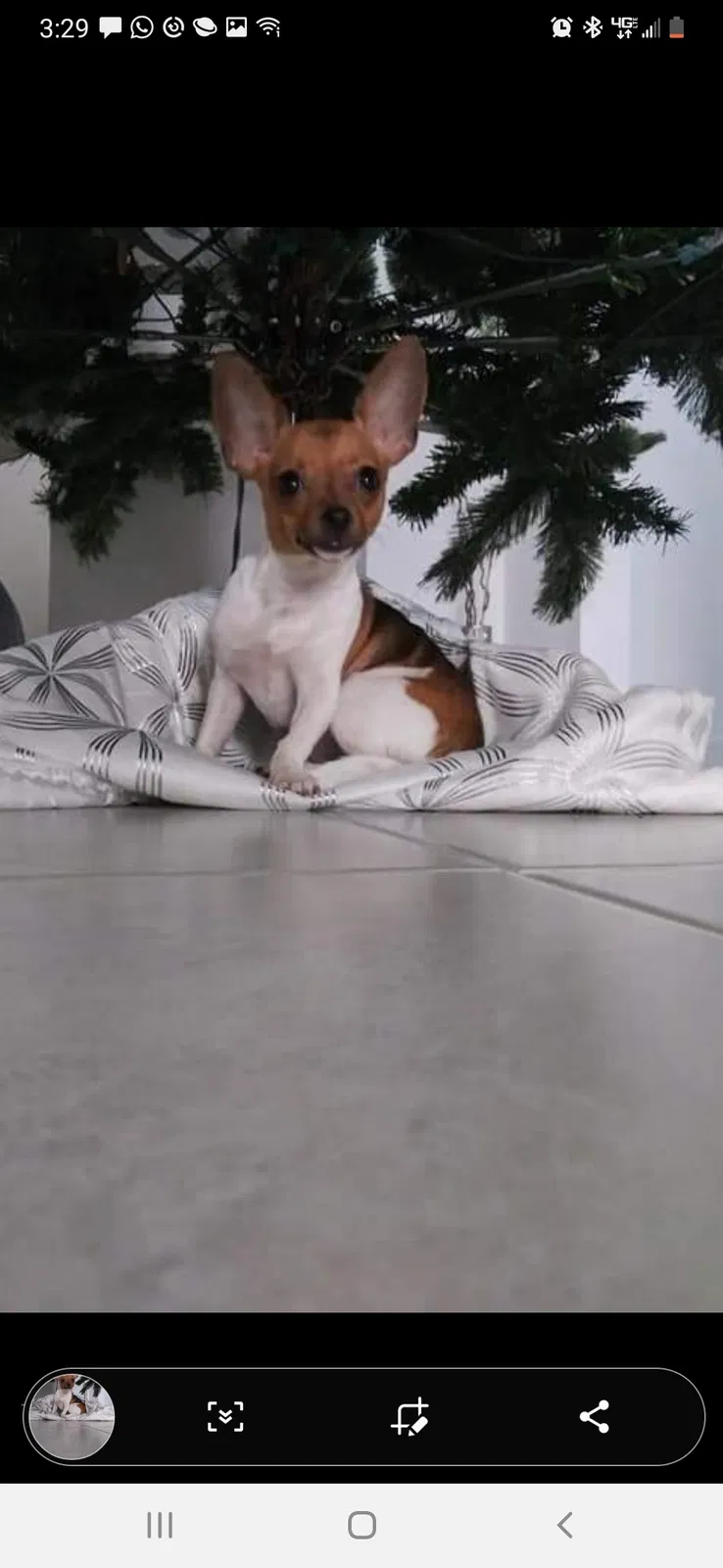 Lost dog in Tampa, FL, 33647