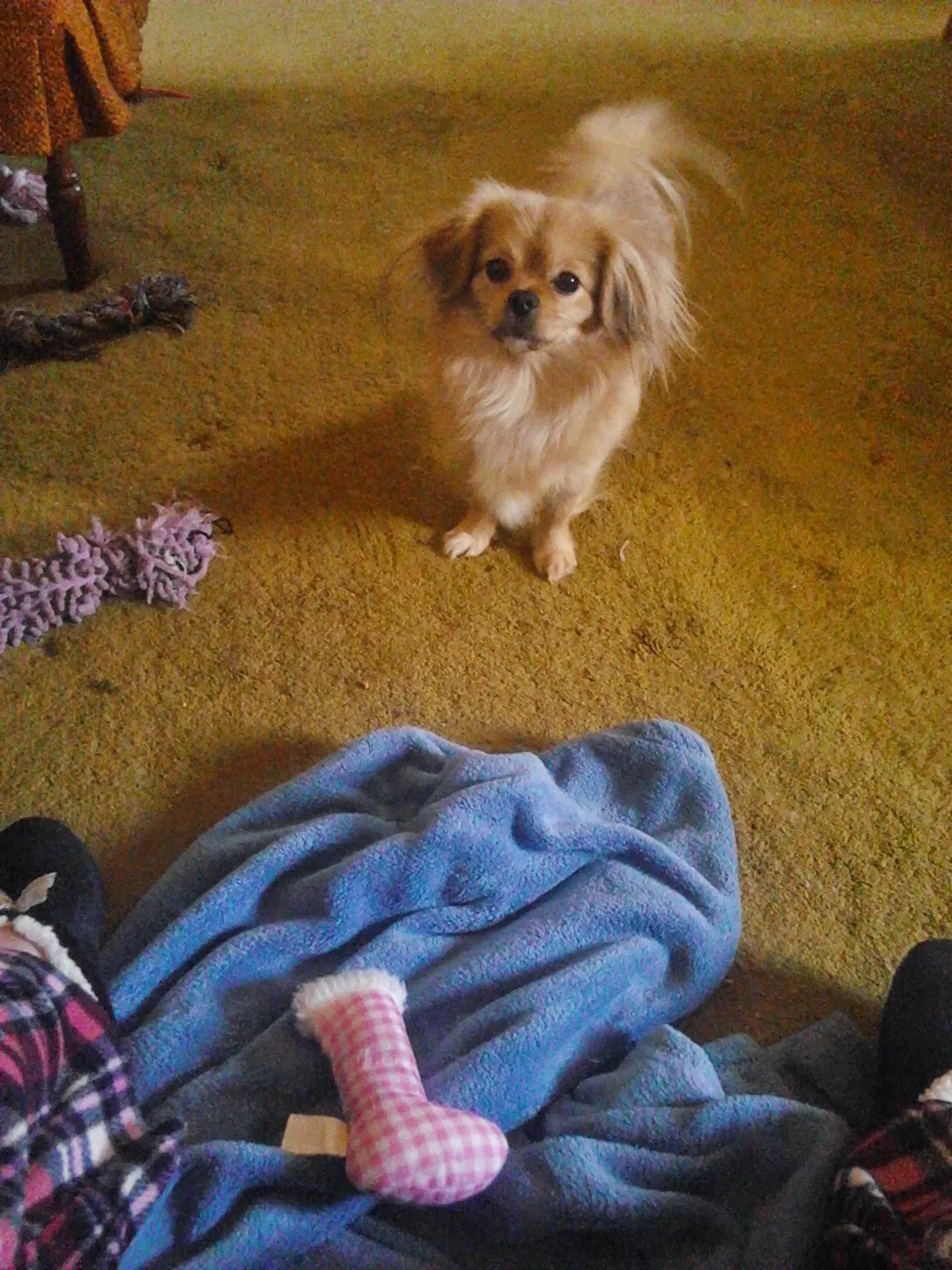 Lost dog in Huntsville, AL, 35805