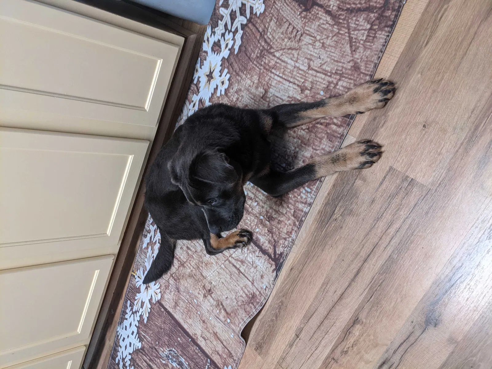 Found dog in Benton Harbor, MI, 49022