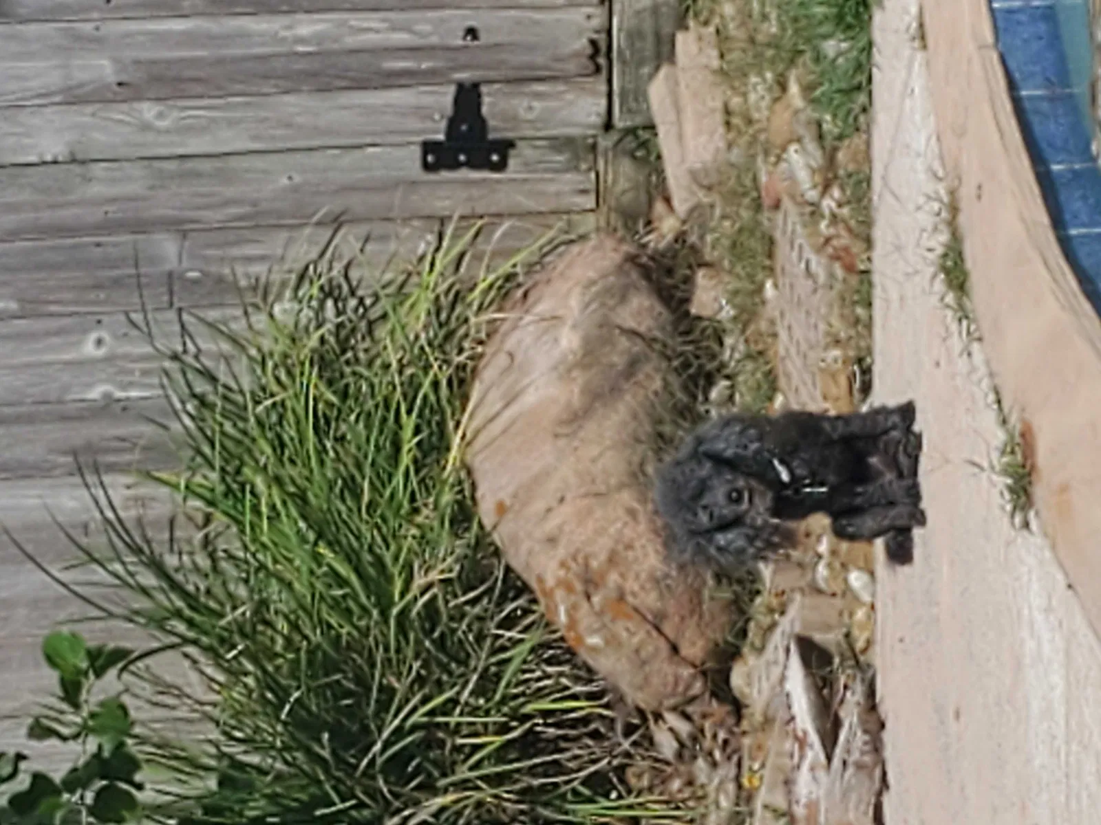 Lost dog in La Porte, TX, 77571