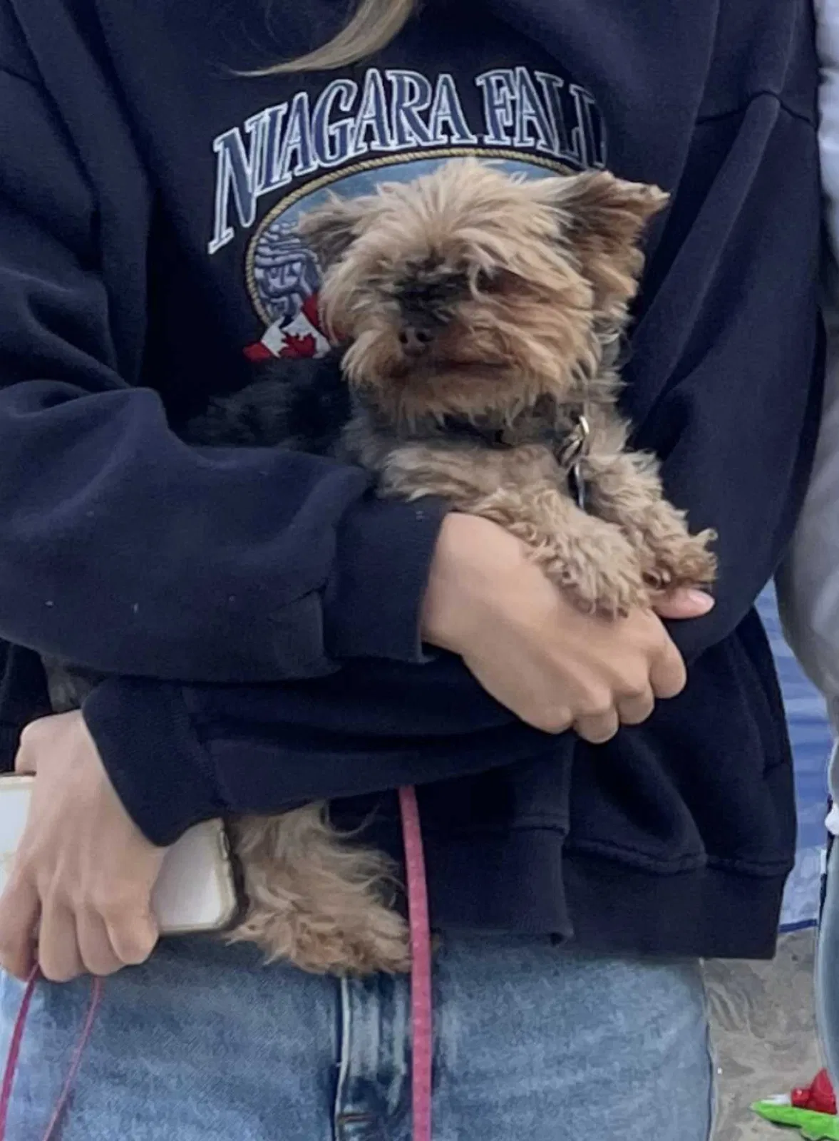 Lost dog in Chula Vista, CA, 91913