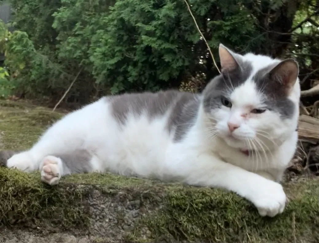 Lost cat in Portland, OR, 97221