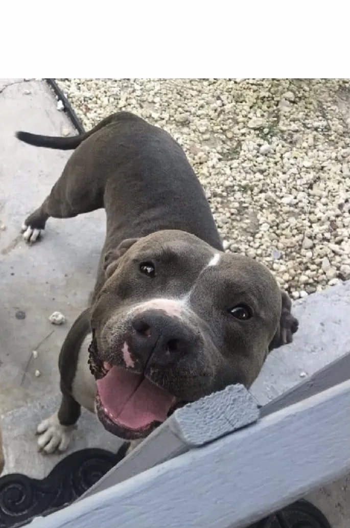 Lost dog in Brooksville, FL, 34601