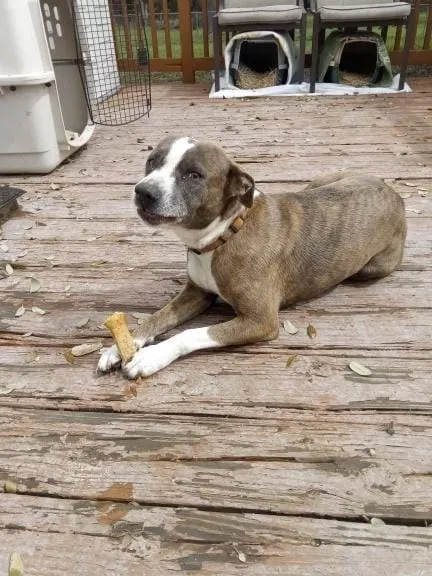 Lost dog in Eddy, TX, 76524