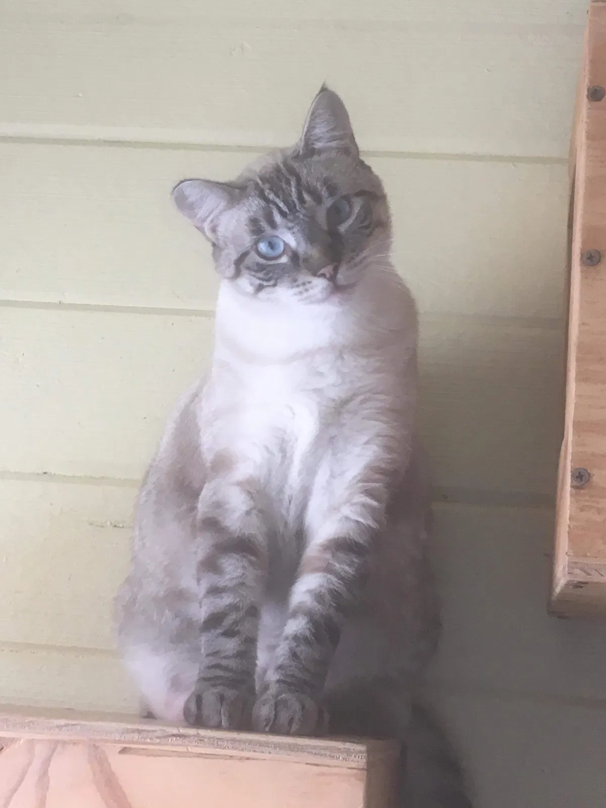 Lost cat in Ventura, CA, 93003