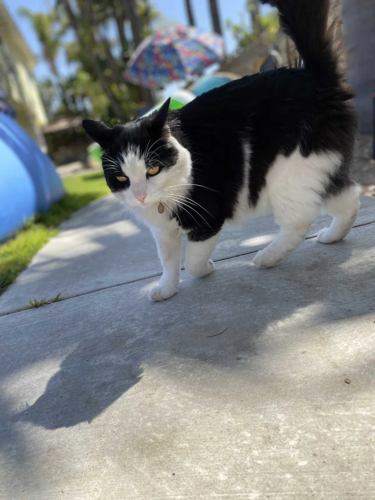 Lost cat in Oxnard, CA, 93036