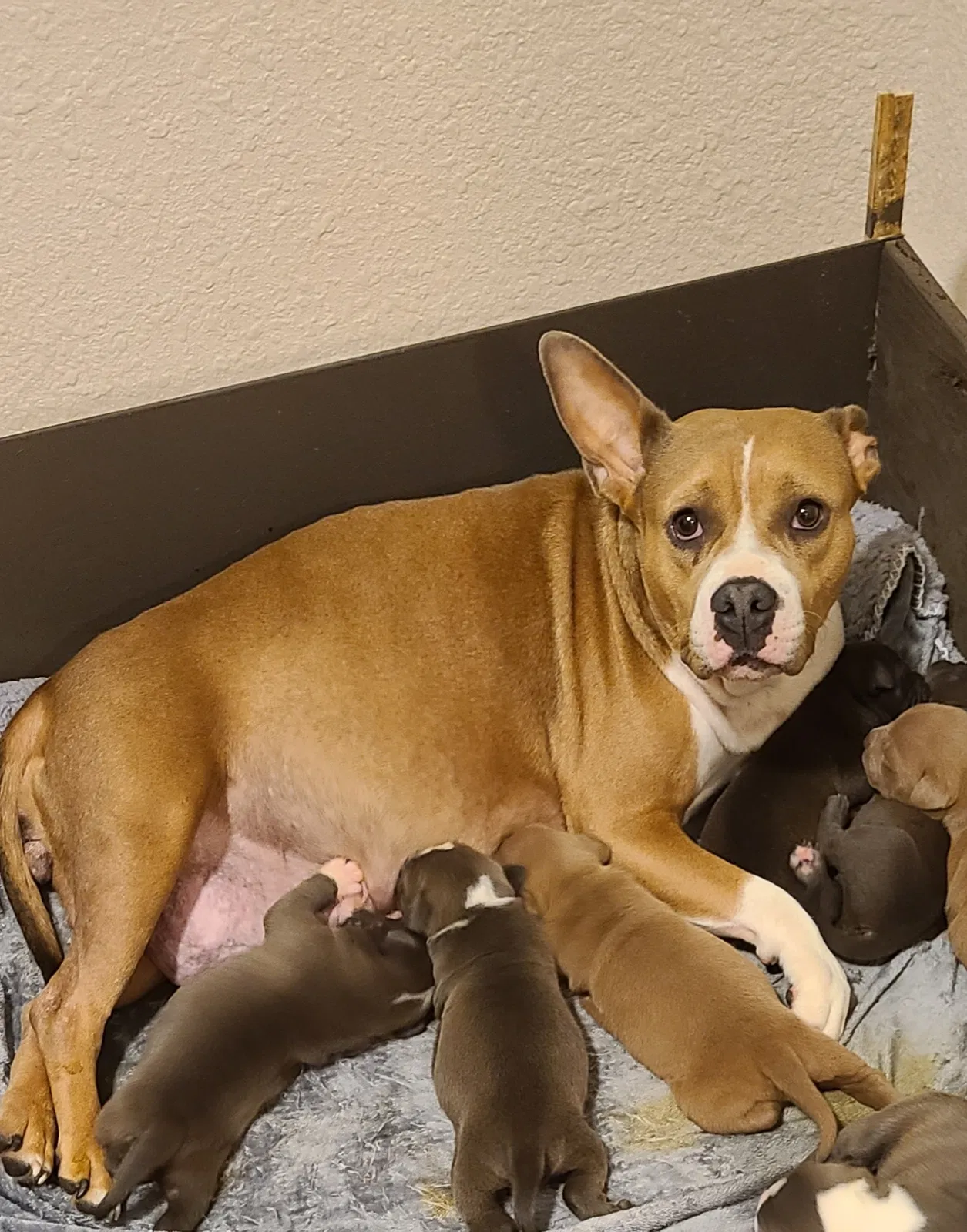 Lost dog in East Dublin, GA, 31027