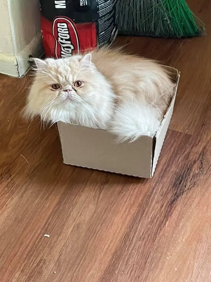 Lost cat in Springfield, OH, 45503
