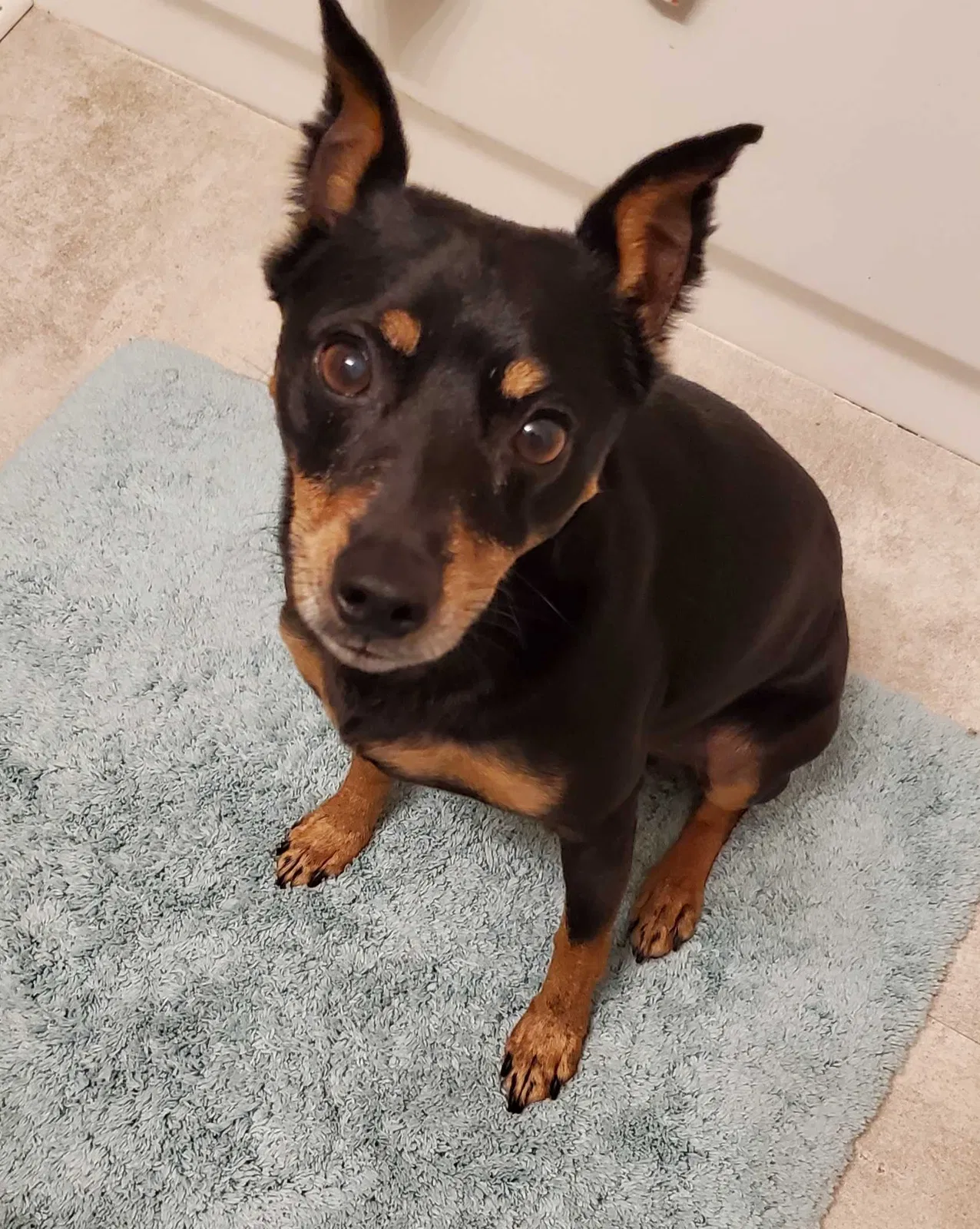 Lost dog in Baton Rouge, LA, 70815