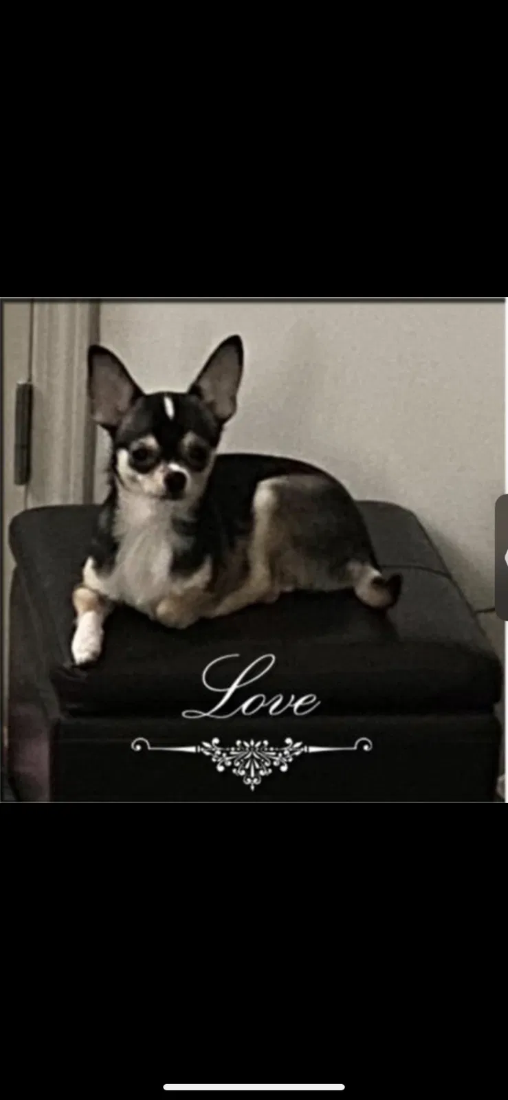 Lost dog in Saint Louis, MO, 63113