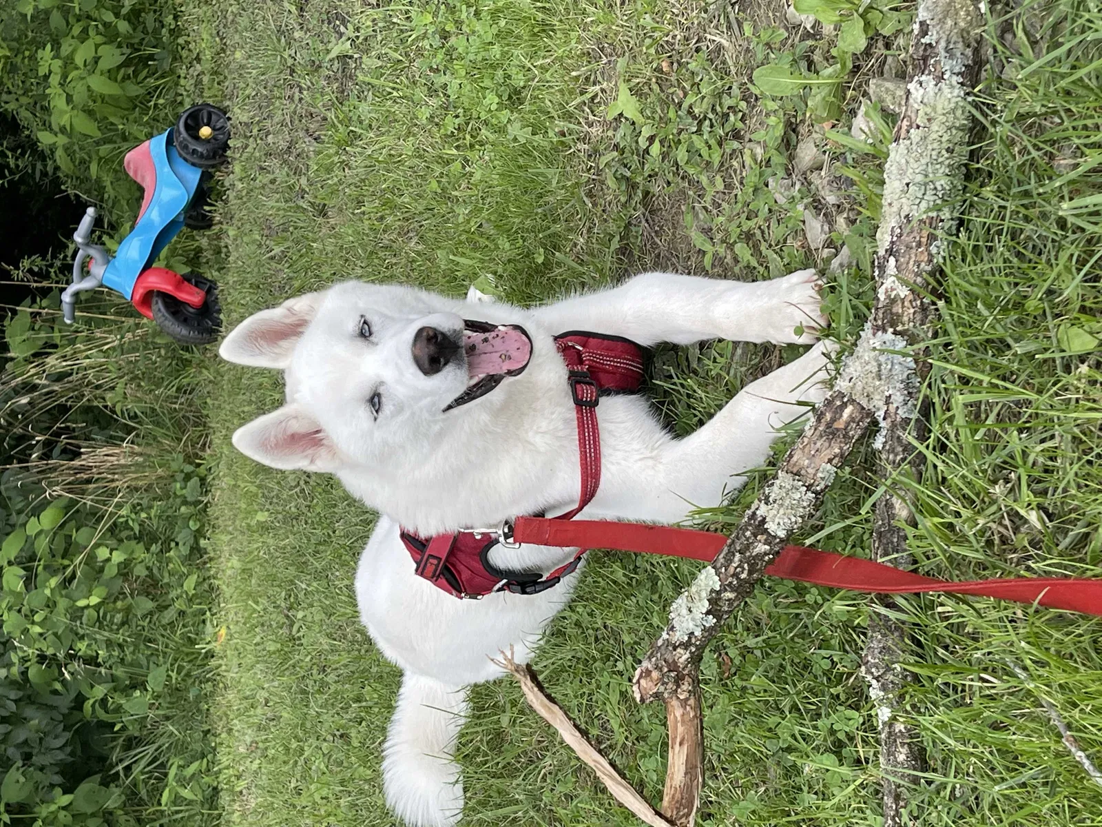 Lost dog in Dry Ridge, KY, 41035