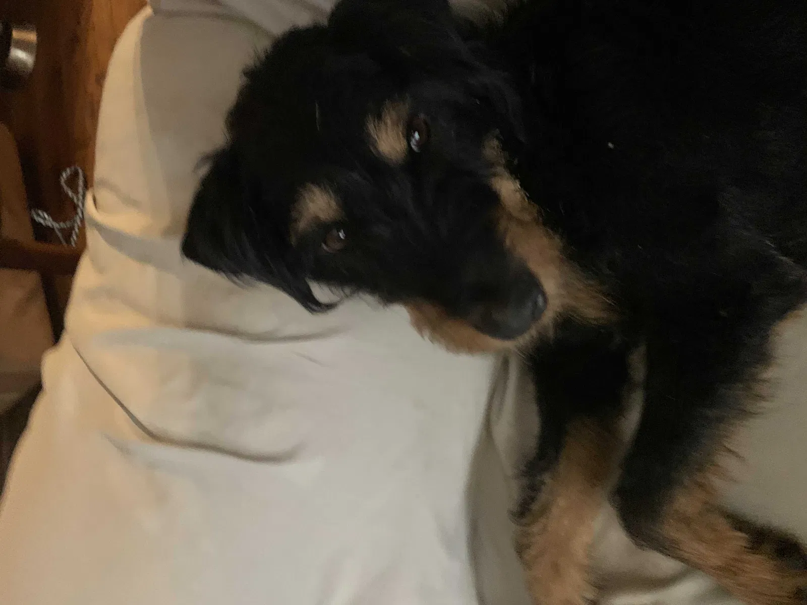 Lost dog in Bryson City, NC, 28713