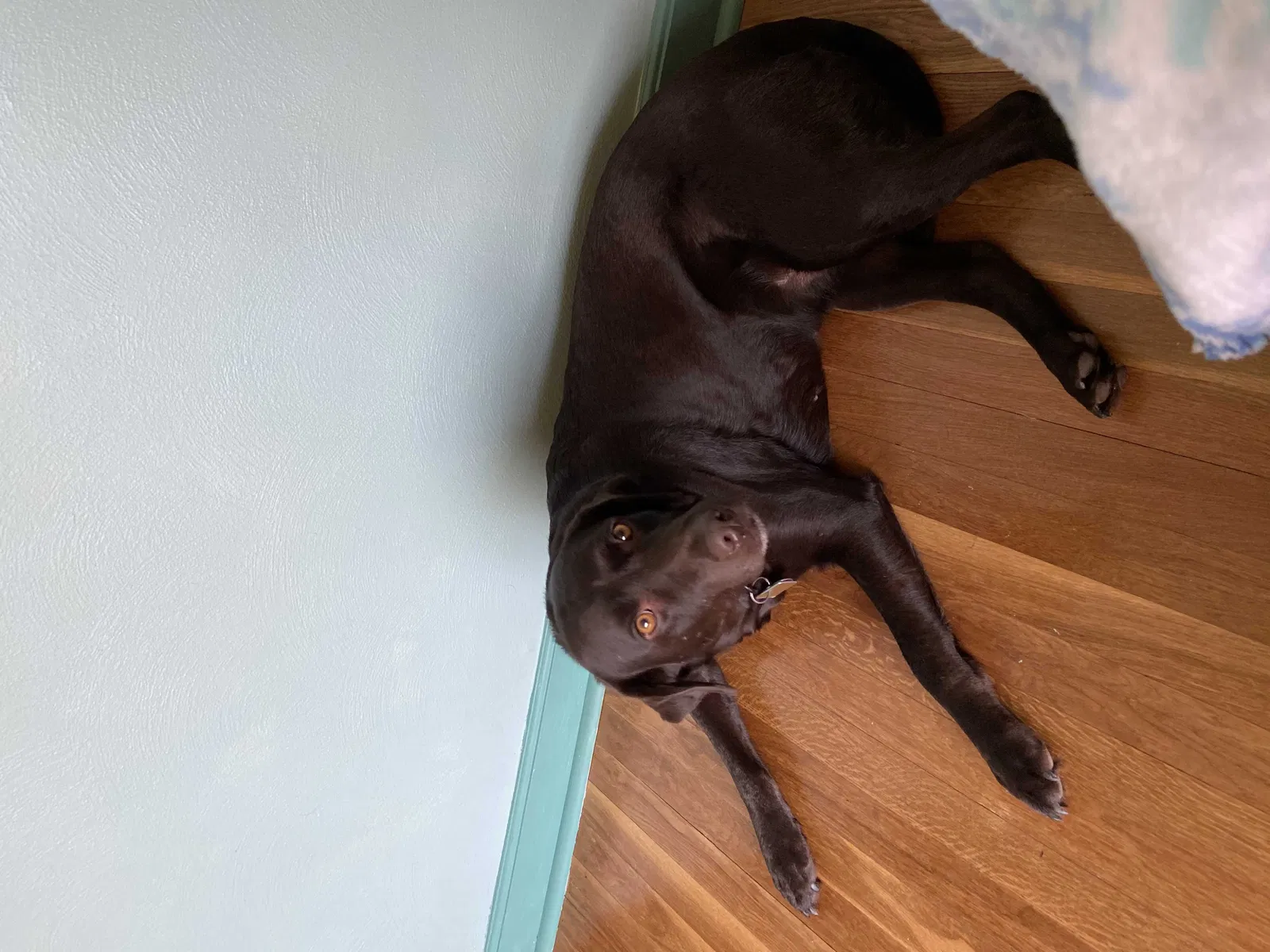 Lost dog in Saint Louis, MO, 63133