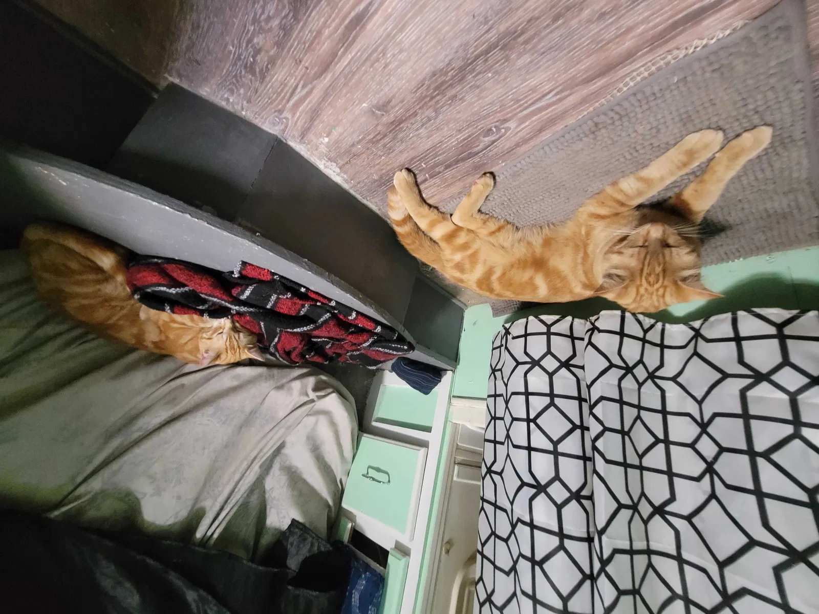 Lost cat in Unknown, ID, 86605