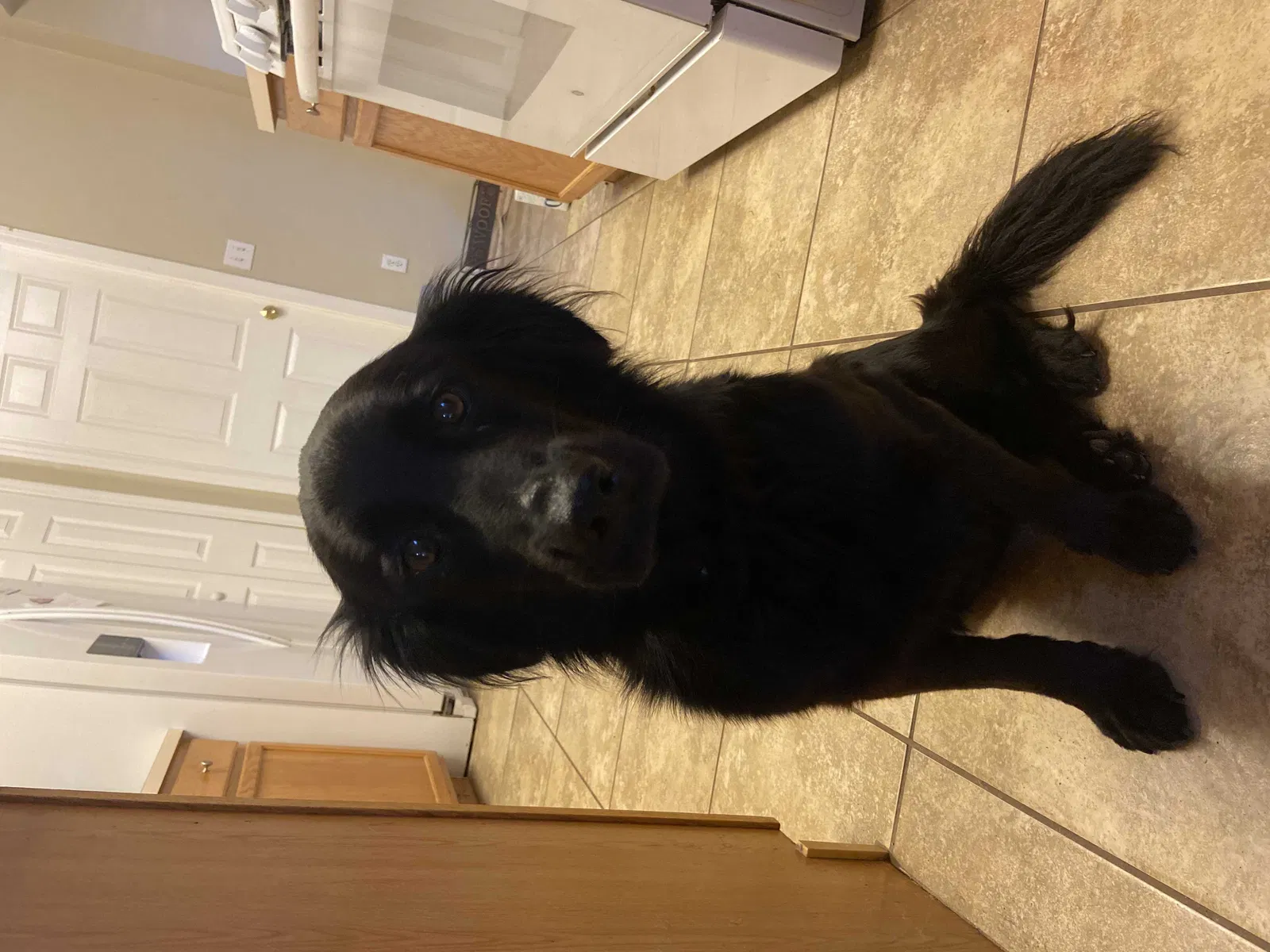 Lost dog in Davenport, FL, 33837