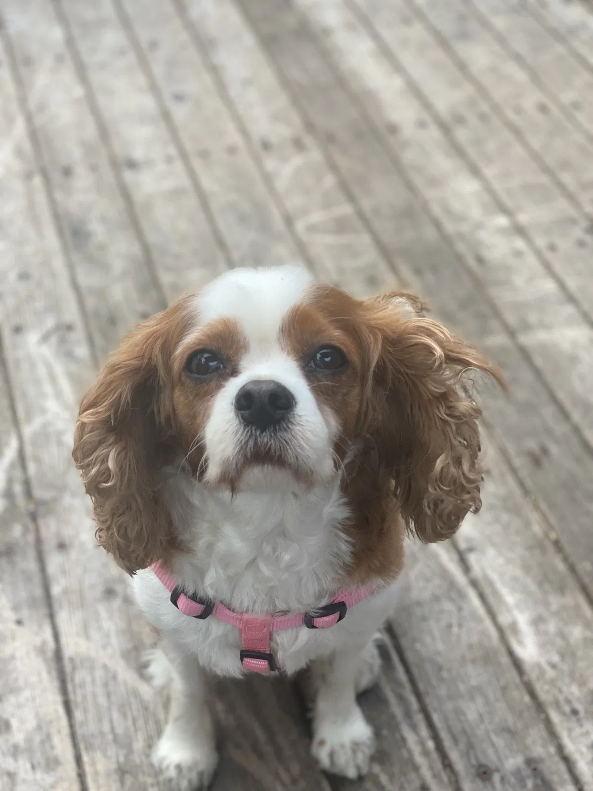 Lost dog in Olympia, WA, 98516