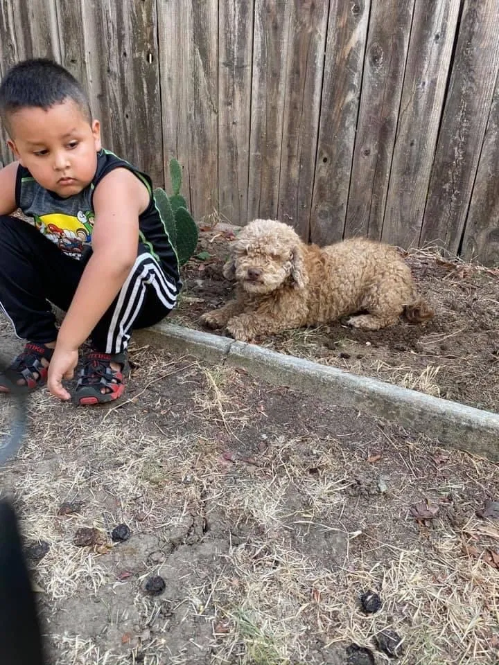 Lost dog in Sacramento, CA, 95822