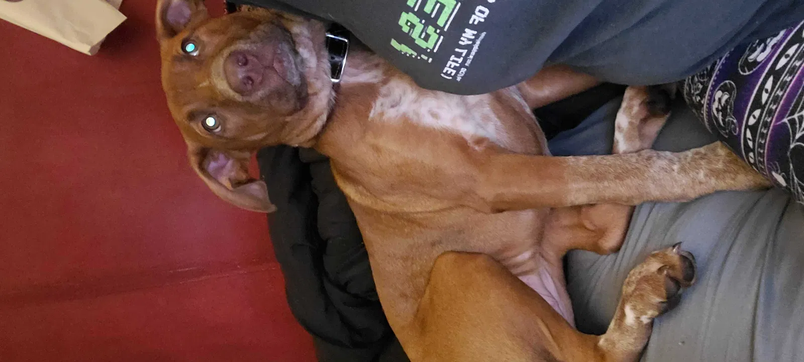 Lost dog in Mesa, AZ, 85201
