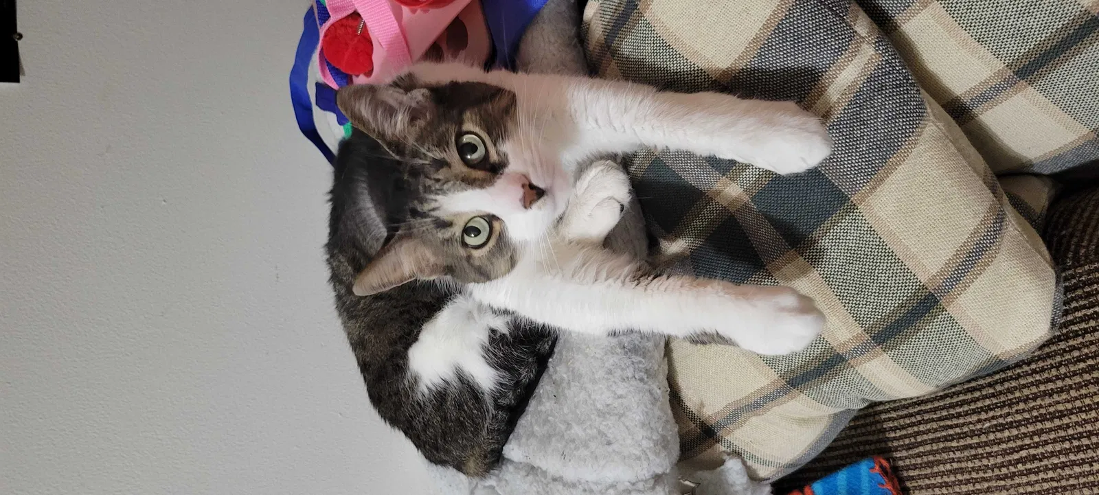 Lost cat in Grand Rapids, MI, 49506