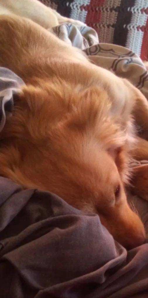 Lost dog in Fort Pierce, FL, 34950