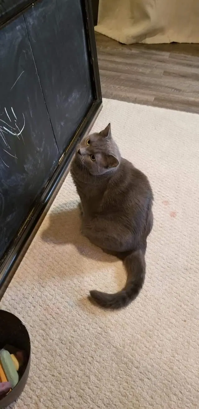 Lost cat in Pensacola, FL, 32534