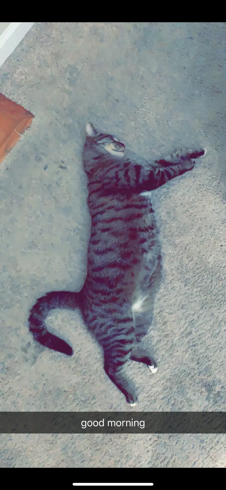 Lost cat in Kernersville, NC, 27284