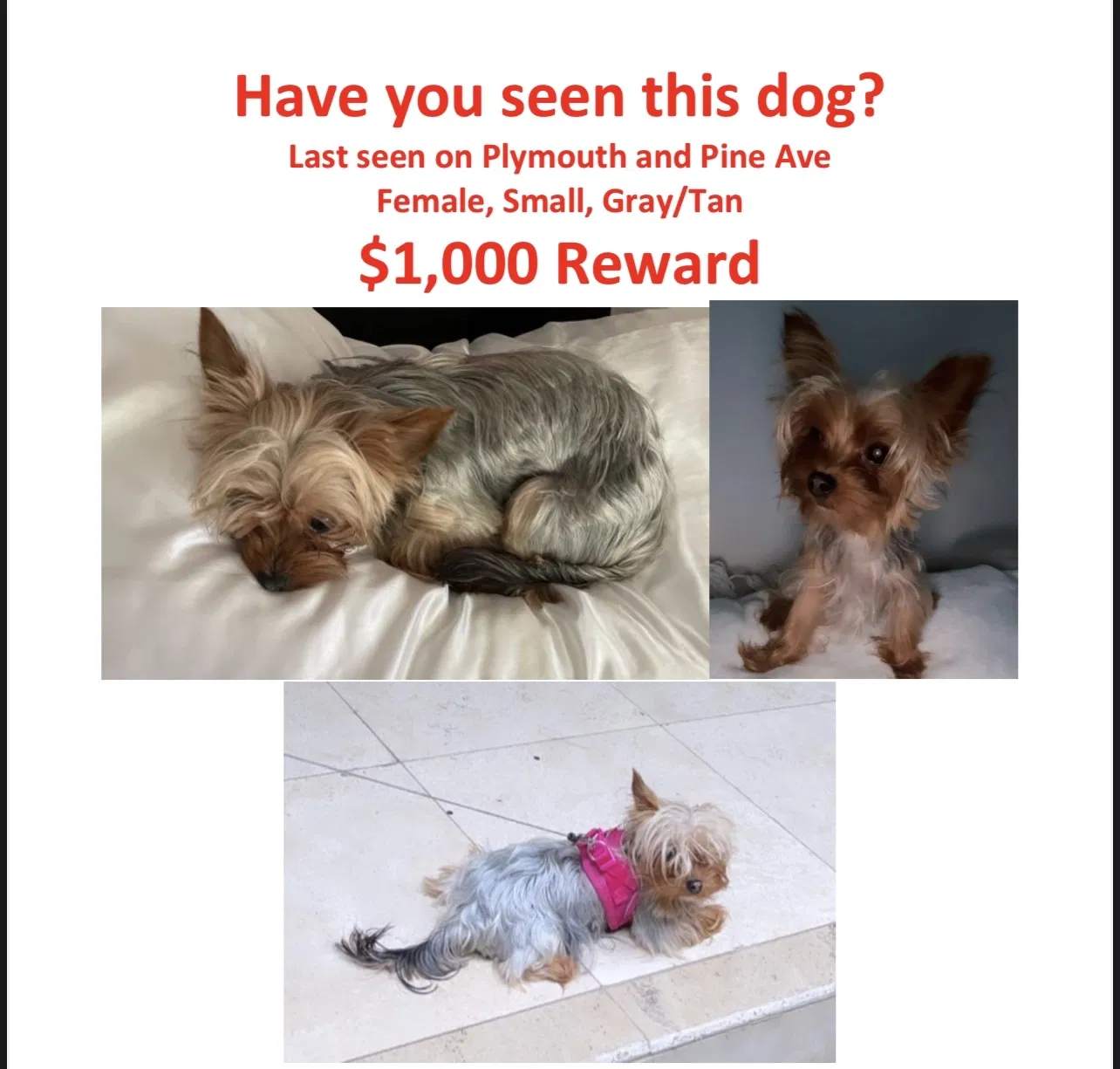 Lost dog in Long Beach, CA, 90805