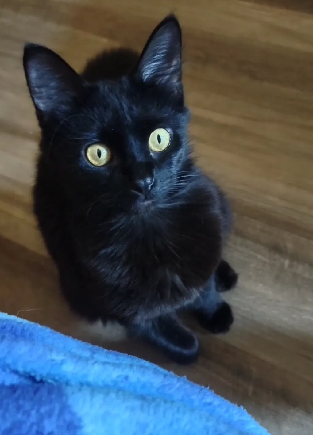 Lost cat in Louisville, KY, 40214