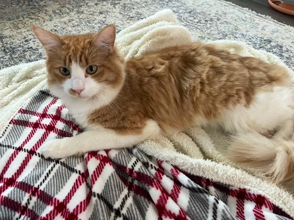 Lost cat in Fort Worth, TX, 76123
