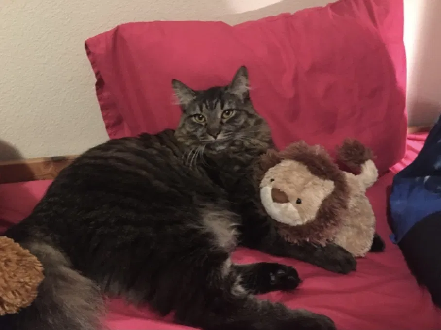 Lost cat in Portland, OR, 97224