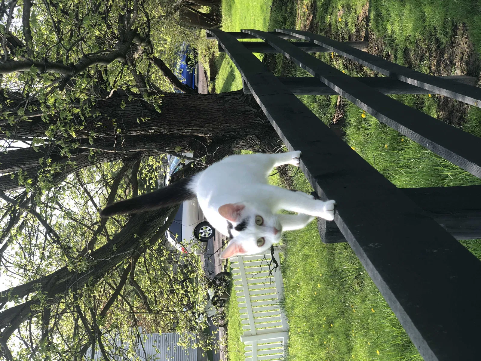 Lost cat in Miami, FL, 33183