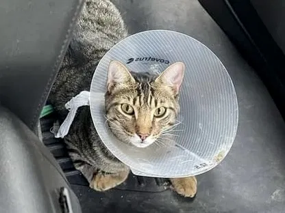 Lost cat in Austin, TX, 78704