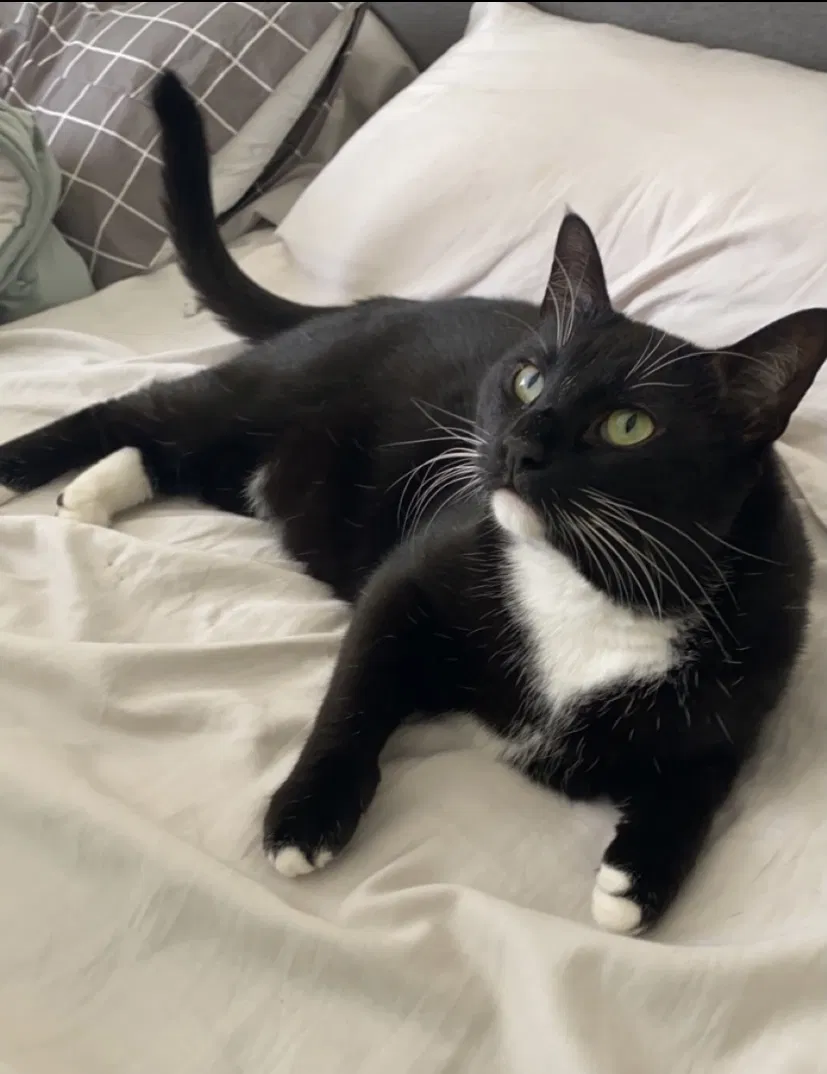 Lost cat in Newark, DE, 19702