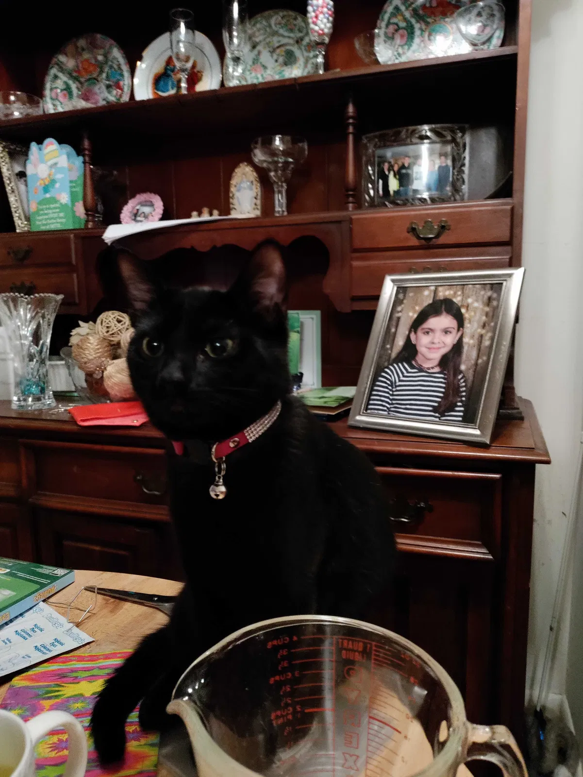 Lost cat in Prospect Park, PA, 19076