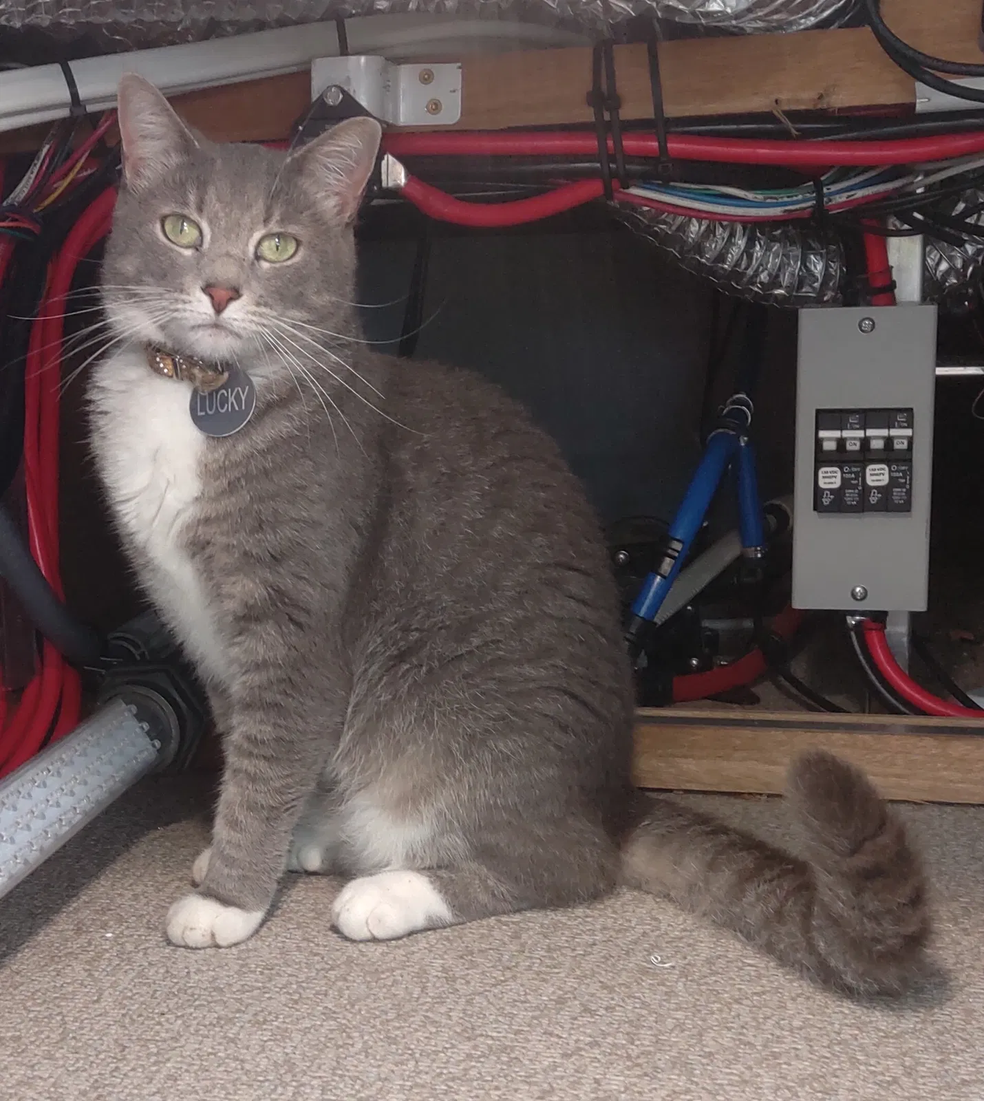 Lost cat in Anderson, SC, 29621