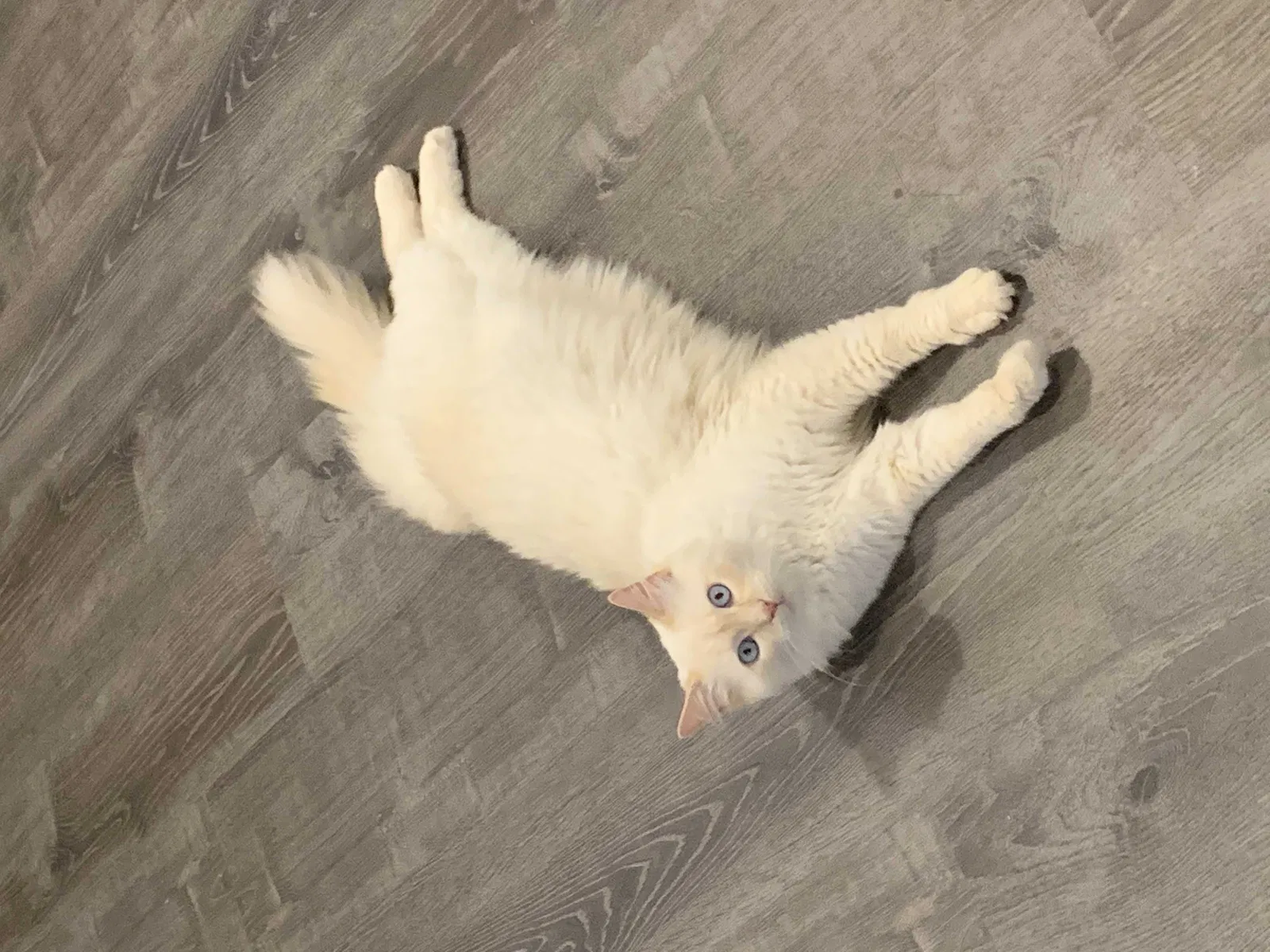 Lost cat in Acushnet, MA, 2743