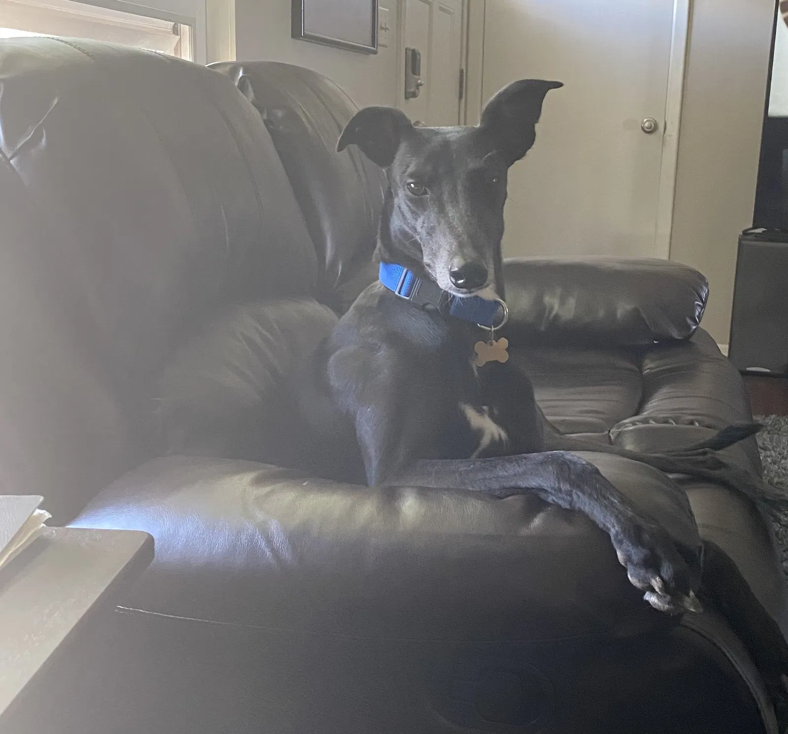 Lost dog in Aurora, CO, 80014
