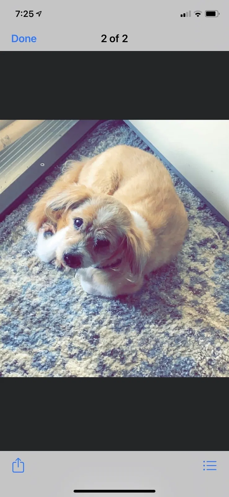 Lost dog in Ottawa Lake, MI, 49267