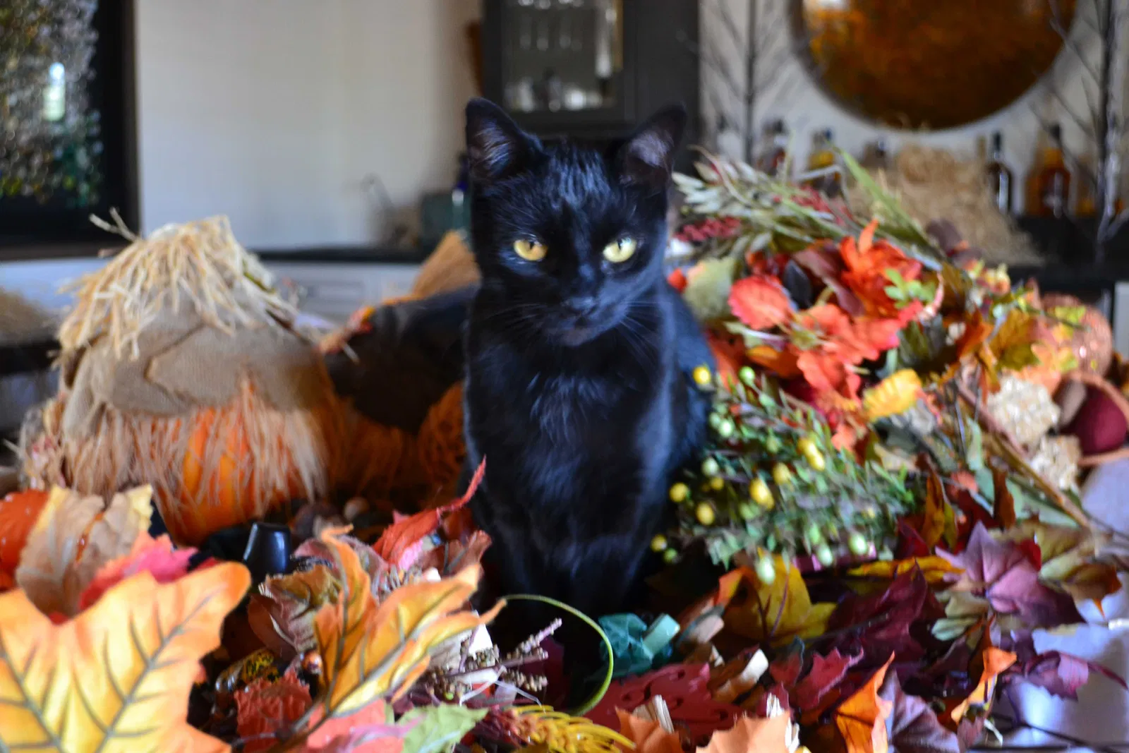 Lost cat in Scottsdale, AZ, 85254