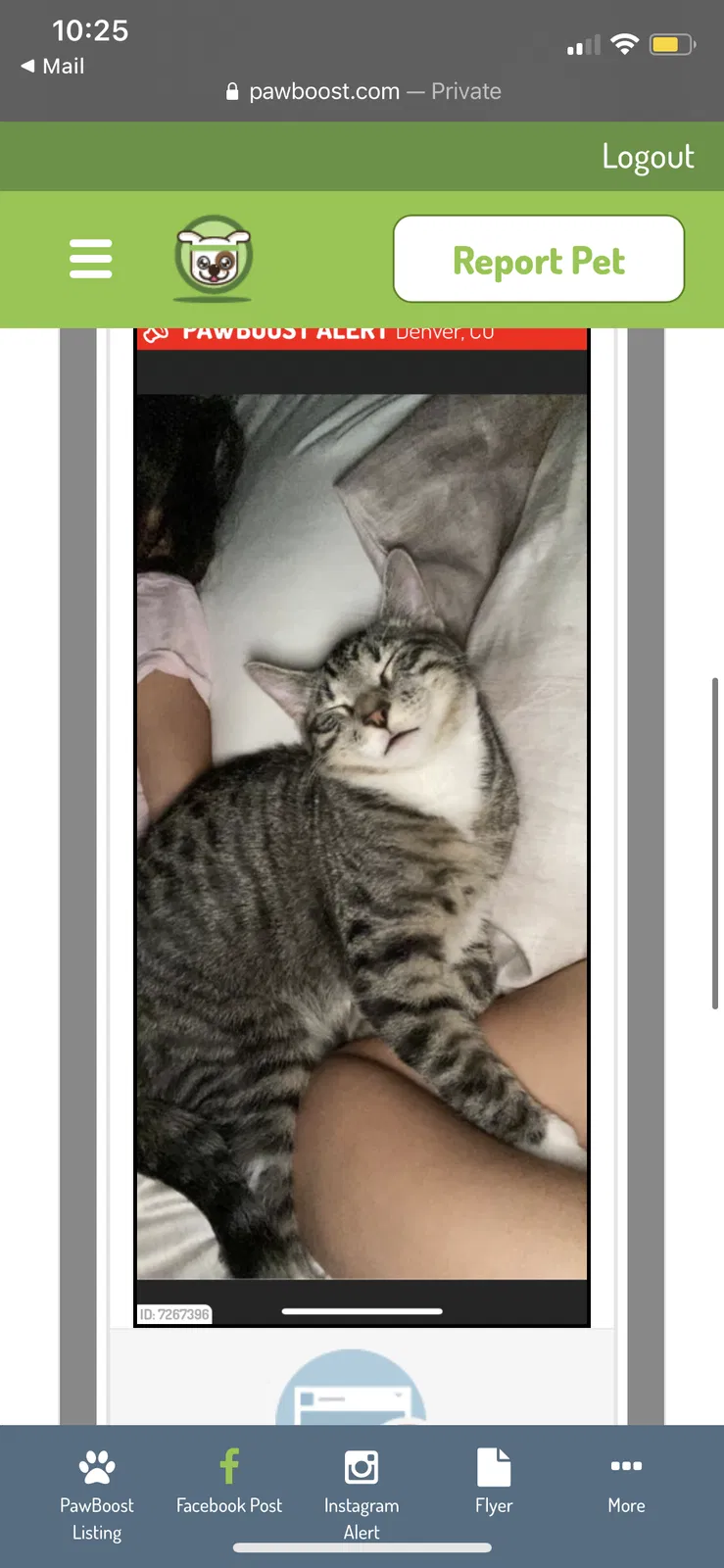 Lost cat in Denver, CO, 80222