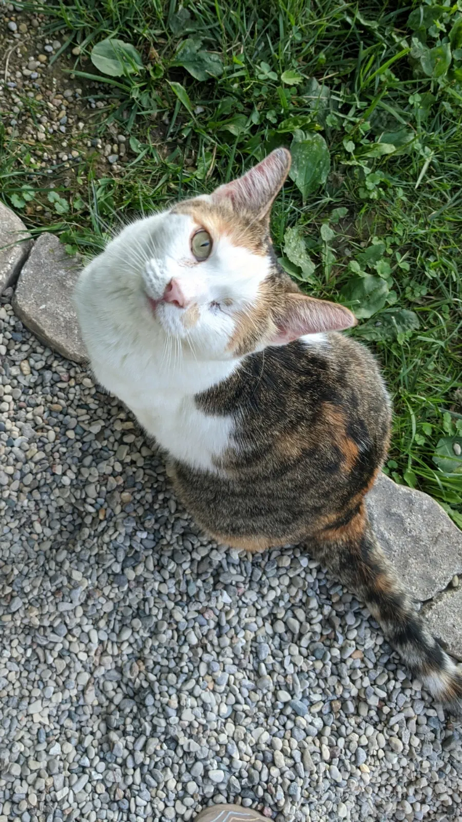 Lost cat in Loveland, OH, 45140