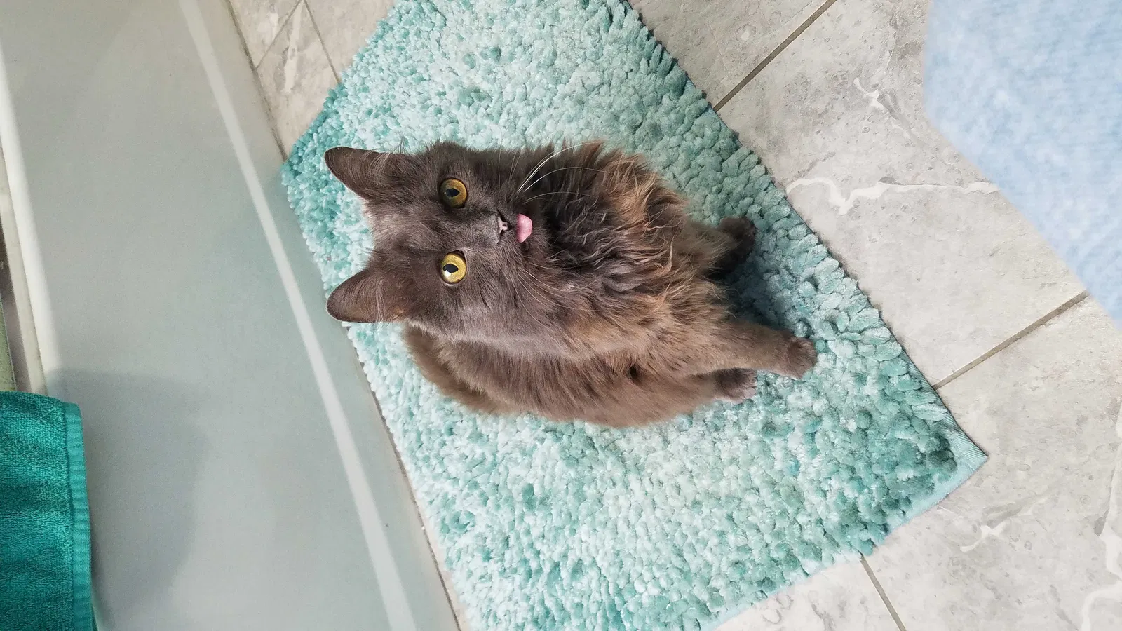 Lost cat in Middletown, OH, 45044
