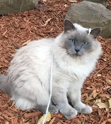 Lost cat in Castro Valley, CA, 94546